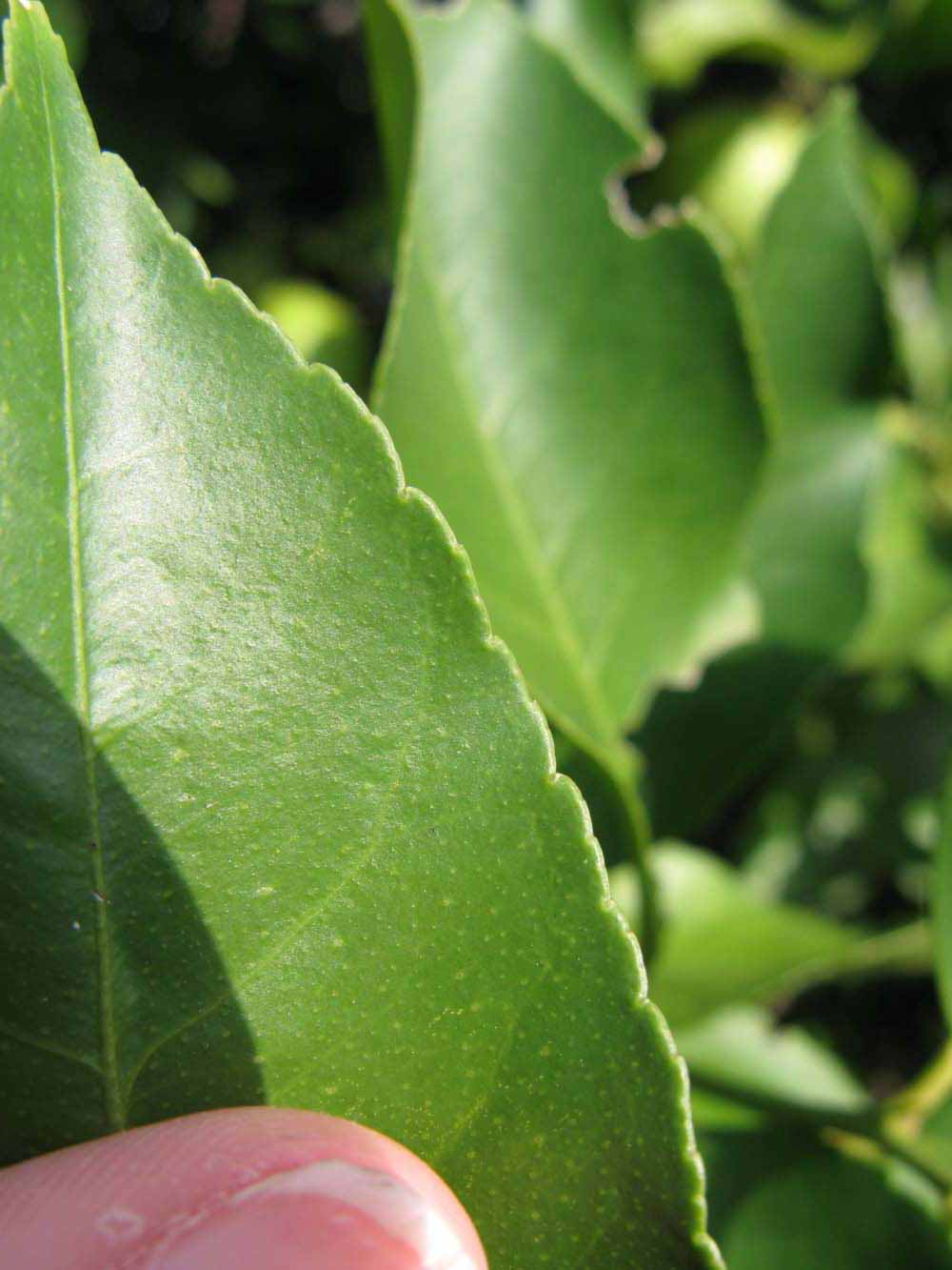              Margin (Riverside, CA)       